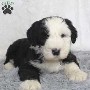 Bethany, Sheepadoodle Puppy
